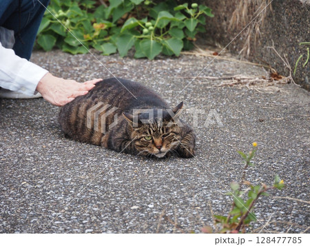 なでられるキジトラ猫 なでられるキジトラ猫 128477785