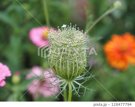 閉じた花のつぼみ 128477794