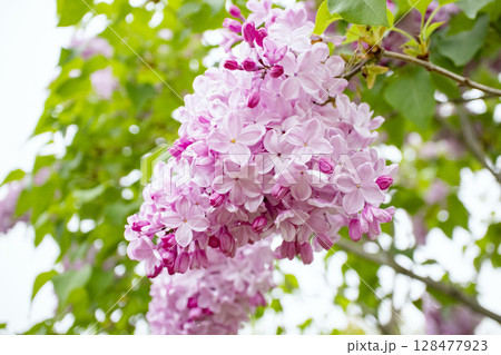 ピンクのライラックの花 ピンクのライラックの花 128477923