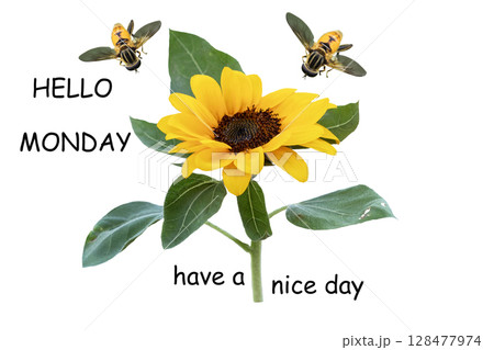 hello monday have a nice day message card with sunflowers, bee bee 128477974