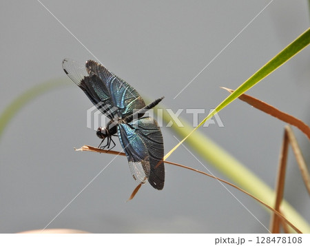 日本一美しいトンボ 128478108