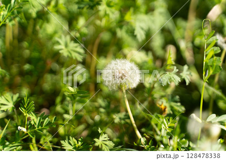 春の光とたんぽぽの綿毛② 128478338