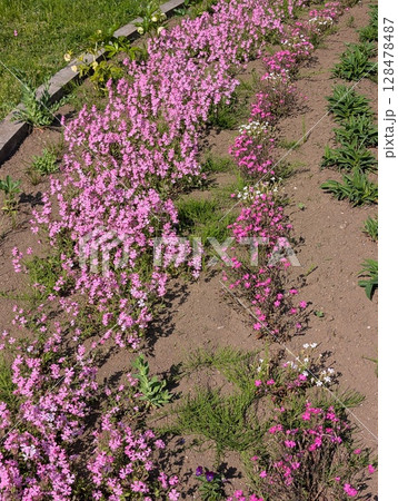 春の公園の花壇に咲くシレネ・ピンクパンサーとムシトリナデシコのピンク色の花 春の公園の花壇に咲くシレネ・ピンクパンサーとムシトリナデシコのピンク色の花 128478487