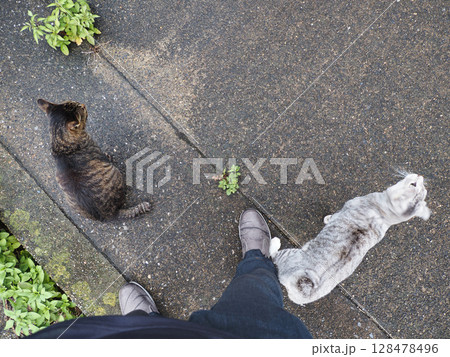 お出迎えのサバトラ猫とキジトラ猫 お出迎えのサバトラ猫とキジトラ猫 128478496