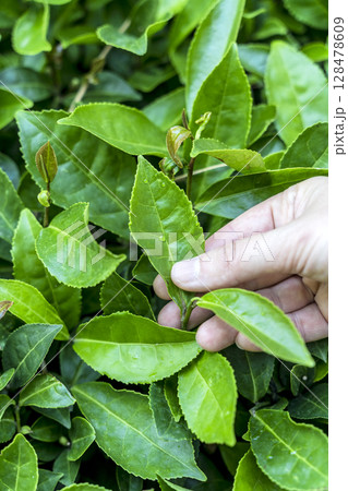 Hand Holding Tea Leaf on Plantation 128478609
