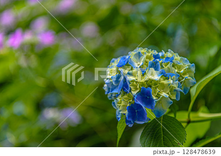 紫陽花（明月院） 128478639