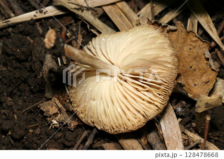 老成灰茶色のツエタケ属キノコのヒダ形状アップ(自然環境下菌・キノコ類マクロ撮影) 老成灰茶色のツエタケ属キノコのヒダ形状アップ(自然環境下菌・キノコ類マクロ撮影) 128478668