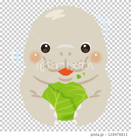 Manatee eating cabbage Manatee eating cabbage 128478811