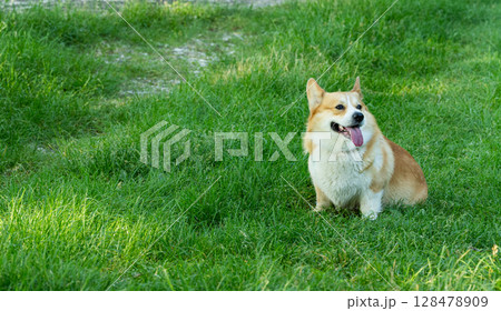Pembroke Corgi on a walk Pembroke Corgi on a walk 128478909