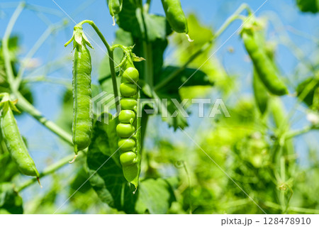 green peas growing 128478910