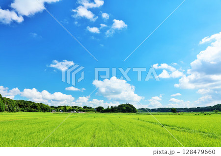 夏の青空と新緑の田んぼ風景 128479660