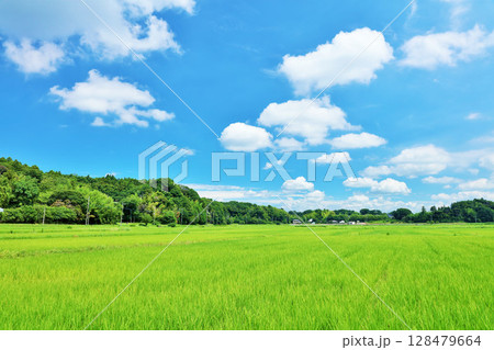 夏の青空と新緑の田んぼ風景 夏の青空と新緑の田んぼ風景 128479664