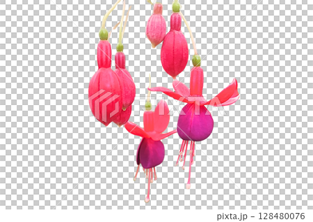 Hybrid Fuchsia Flower PNG Transparent Background. Hybrid Fuchsia Flower PNG Transparent Background. 128480076
