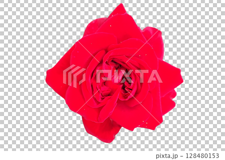 Red Rose Flower PNG Transparent Backgroun Red Rose Flower PNG Transparent Backgroun 128480153