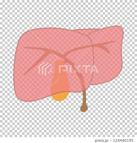 Simple illustration of the liver and gallbladder (with tubes) 128480195