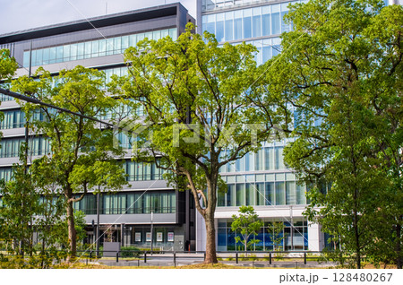 地方都市のオフィス街と街路樹「三重県 四日市市」 地方都市のオフィス街と街路樹「三重県 四日市市」 128480267