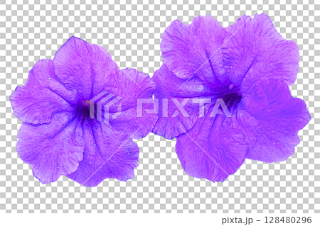 Ruellia tuberosa Flower PNG Transparent Background Ruellia tuberosa Flower PNG Transparent Background 128480296