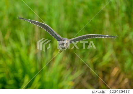 グリーンバックに優雅に飛ぶゴイサギ幼鳥 128480417