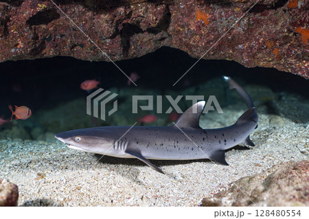 ネムリブカ ネムリブカ 128480554