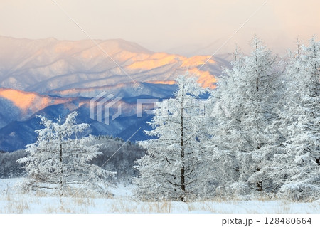 冬山の樹木に積もる雪 冬山の樹木に積もる雪 128480664