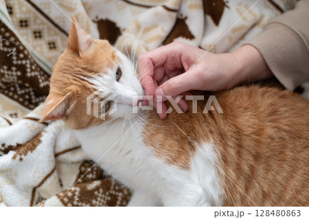 猫を撫でる 茶トラ白 猫を撫でる 茶トラ白 128480863