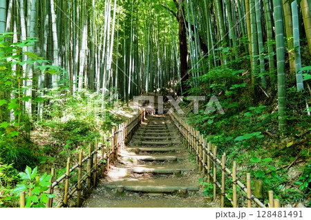 夏の木漏れ日差し込む千葉県佐倉市ひよどり坂の竹林風景 Ver4 夏の木漏れ日差し込む千葉県佐倉市ひよどり坂の竹林風景 Ver4 128481491