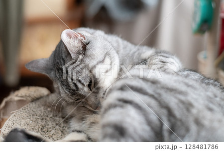 毛づくろいをする猫 サバトラ猫 毛づくろいをする猫 サバトラ猫 128481786