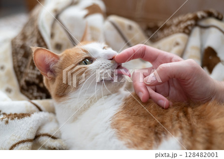 猫を撫でる 茶トラ白 猫を撫でる 茶トラ白 128482001