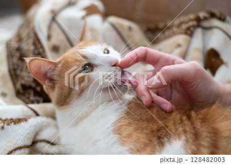猫を撫でる 茶トラ白 猫を撫でる 茶トラ白 128482003