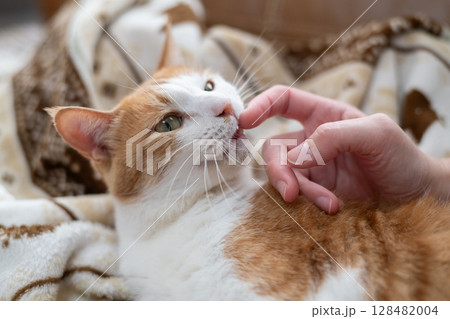 猫を撫でる 茶トラ白 猫を撫でる 茶トラ白 128482004