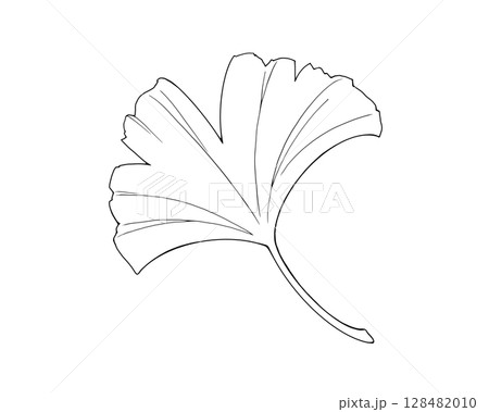 イチョウの葉のシンプルな線画イラスト イチョウの葉のシンプルな線画イラスト 128482010