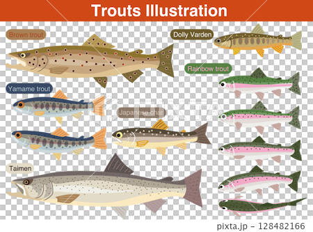 鱒魚魚圖 鱒魚魚圖 128482166