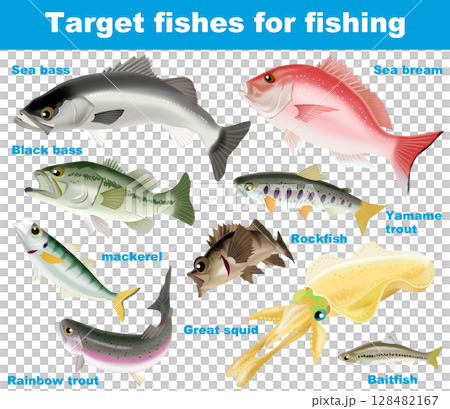 釣り対象魚 128482167
