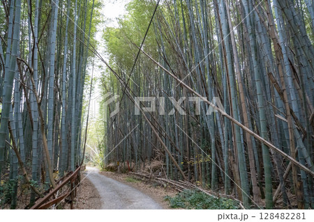 京都一周トレイルとその周辺の景色 京都一周トレイルとその周辺の景色 128482281