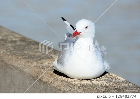 岸壁にとまるカモメ 岸壁にとまるカモメ 128482774
