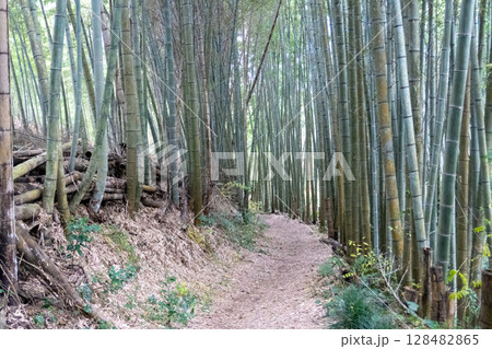 京都一周トレイルとその周辺の景色 128482865