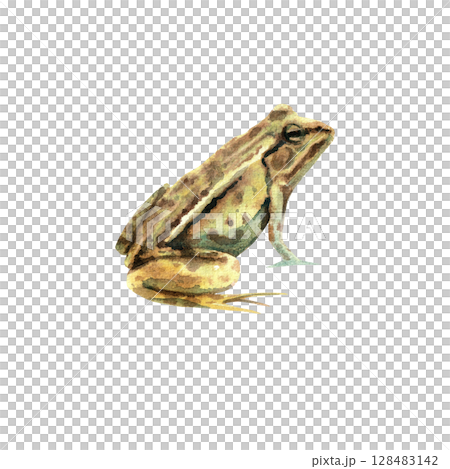Green forest frog. Watercolor hand-drawn illustration isolated on white 128483142