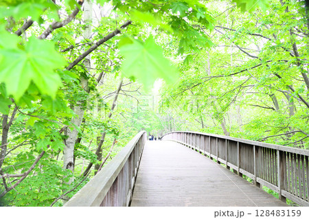 森の中の橋 森の中の橋 128483159