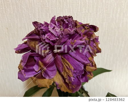 枯れてしまったシャクヤクの花 枯れてしまったシャクヤクの花 128483362