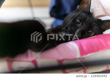 黒猫 128483442