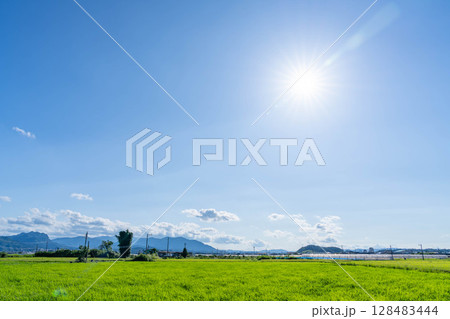 青空と稲の田園風景、夏の快晴 128483444