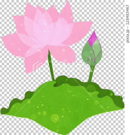 蓮花、花蕾和葉子的插圖素材 128483467