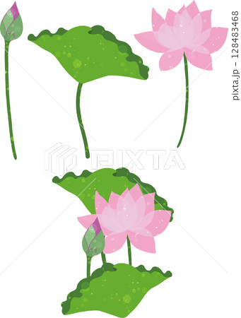 蓮の花と蕾と葉のイラスト素材 蓮の花と蕾と葉のイラスト素材 128483468