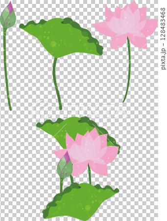 蓮花、花蕾和葉子的插圖素材 128483468