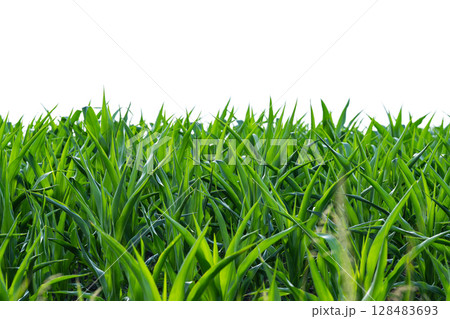 green corn growing 128483693
