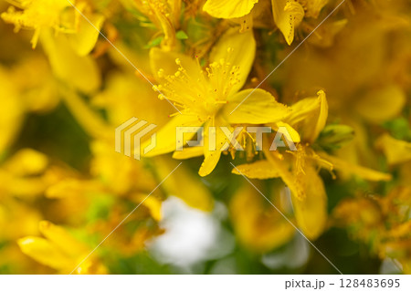 St. John's wort flowers St. John's wort flowers 128483695