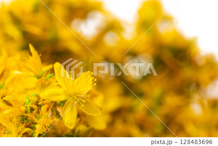 St. John's wort flowers 128483696