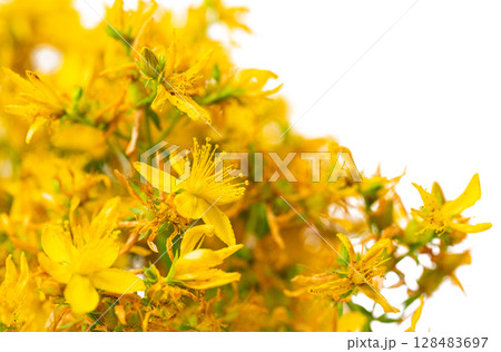 St. John's wort flowers 128483697