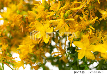 St. John's wort flowers 128483699