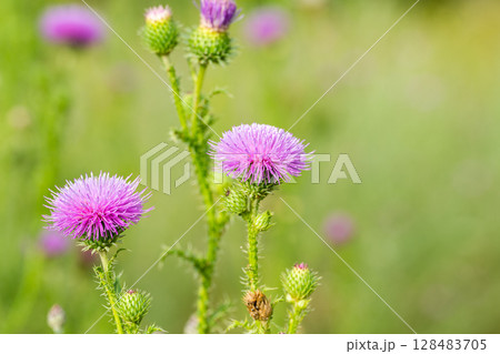 burdock flowers in a meadow 128483705